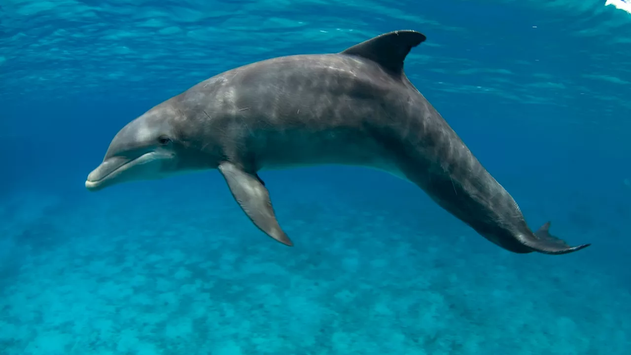 Several drugs, including fentanyl, found in bottleneck dolphins in Gulf of Mexico, scientists say