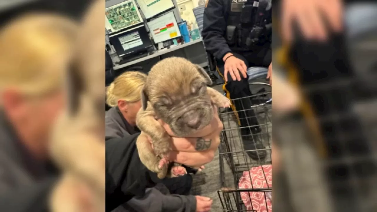 Police seek information on who abandoned 9 puppies in Clark Township