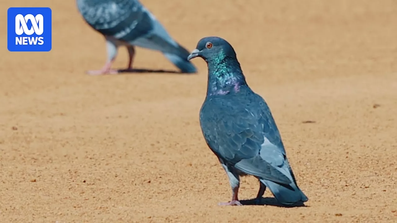 Artificial intelligence, birth control used to curb Geraldton pigeon numbers