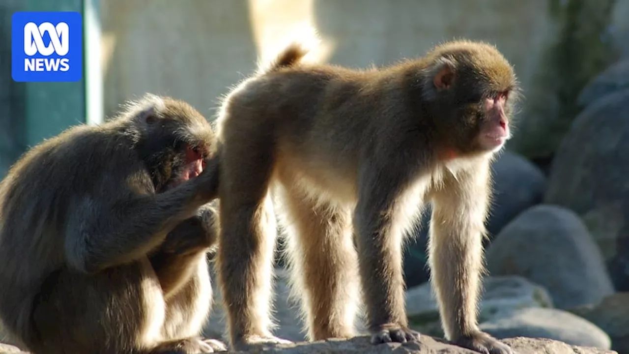 Launceston's City Park macaque monkeys could be gone in 20 years as council wants to sterilise them due to inbreeding