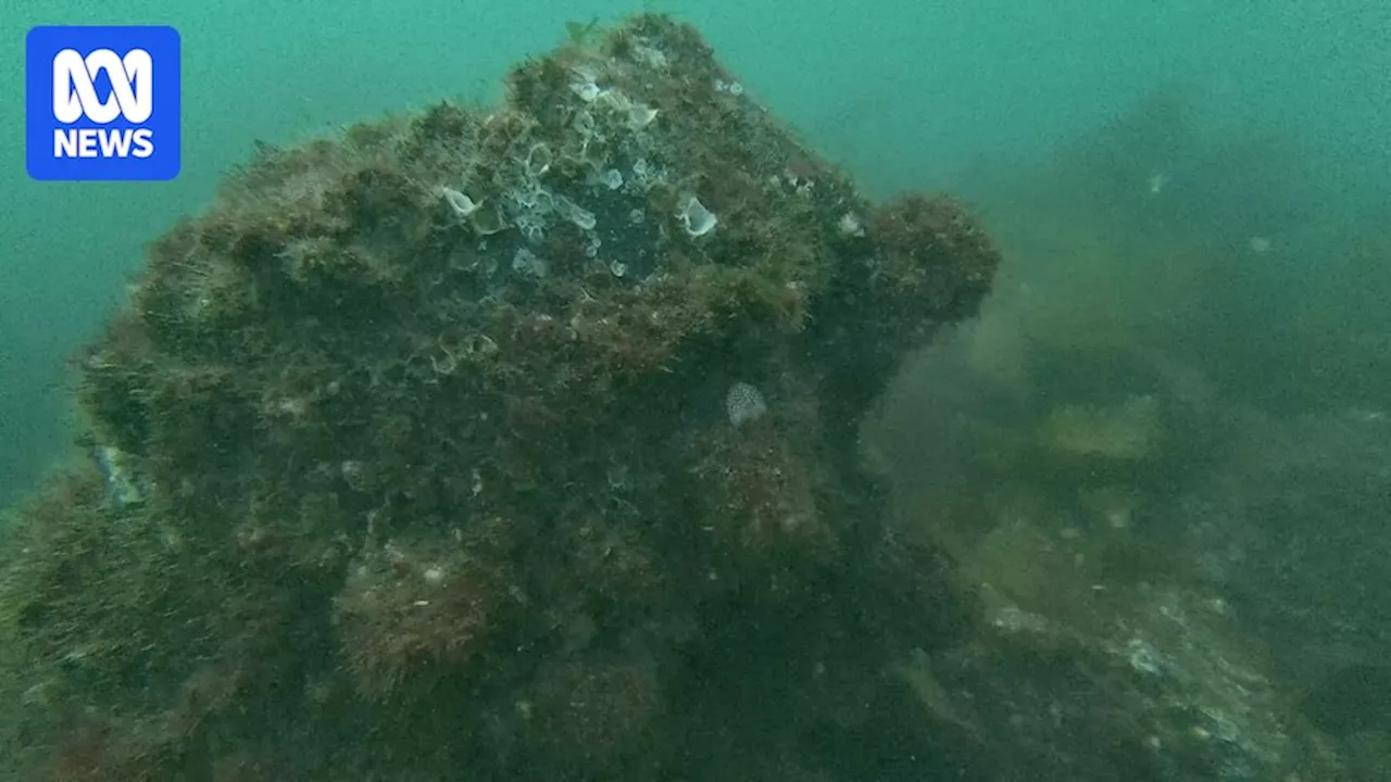 Mission to return flat oysters to Sydney receives millions for new reefs