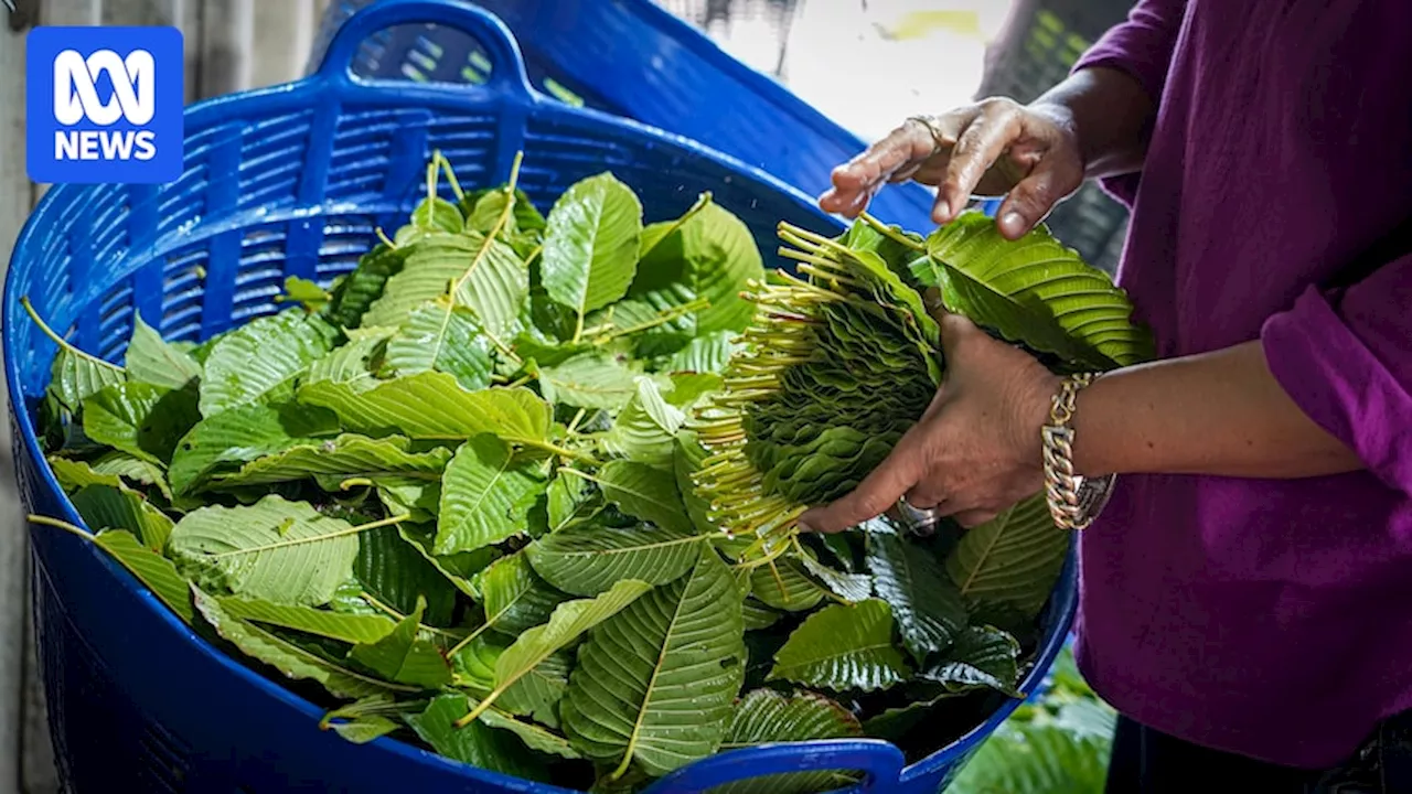 Traditional Thai medicine kratom hailed as wonder drug in US, but comes with risks