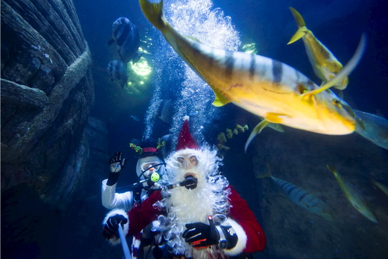 Babbo Natale in immersione all'acquario di Monaco di Baviera