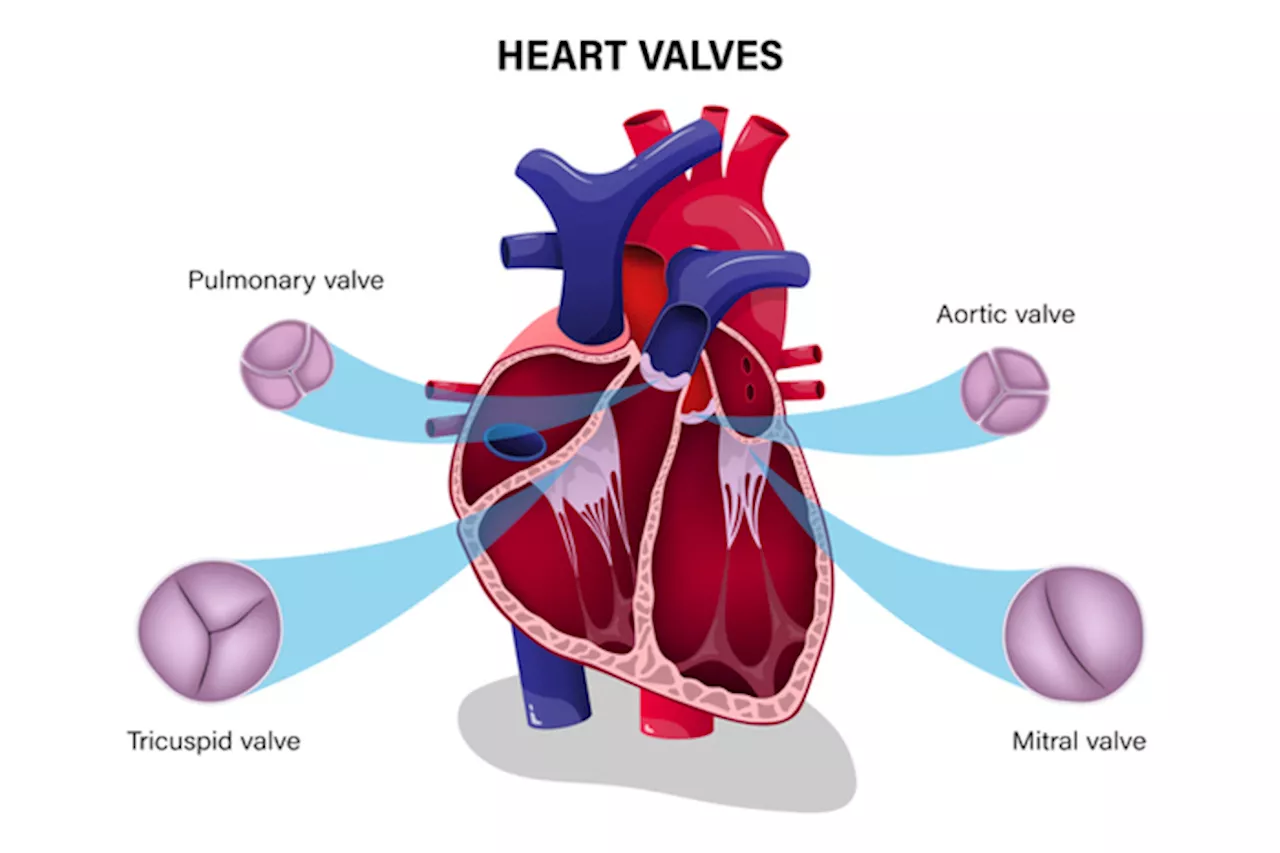 Malattie delle valvole cardiache per il 60% degli anziani