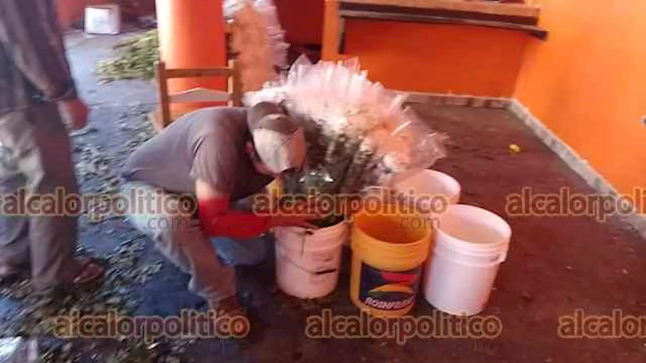 Más de un millón de flores adornarán iglesia de La Perla