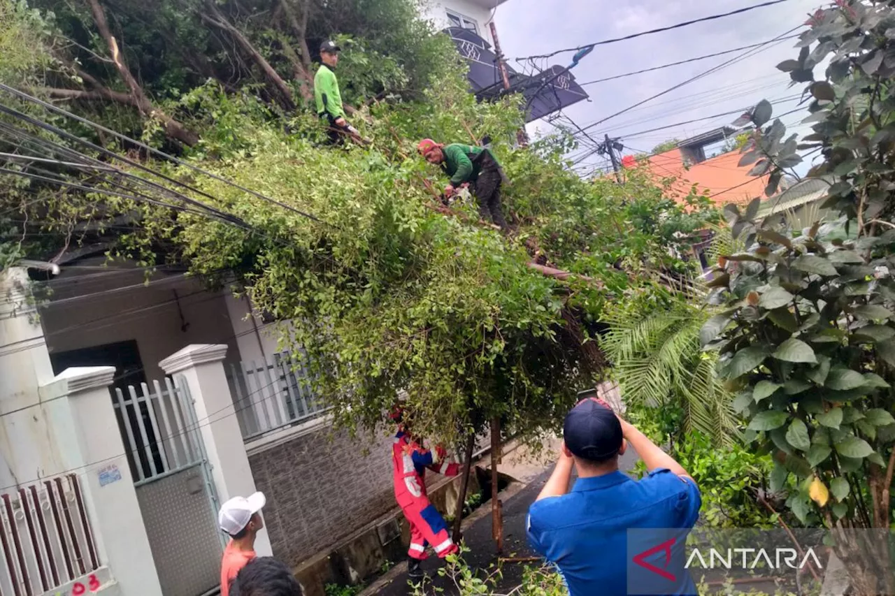 Pemprov DKI Jakarta tanggung biaya pengobatan korban pohon tumbang