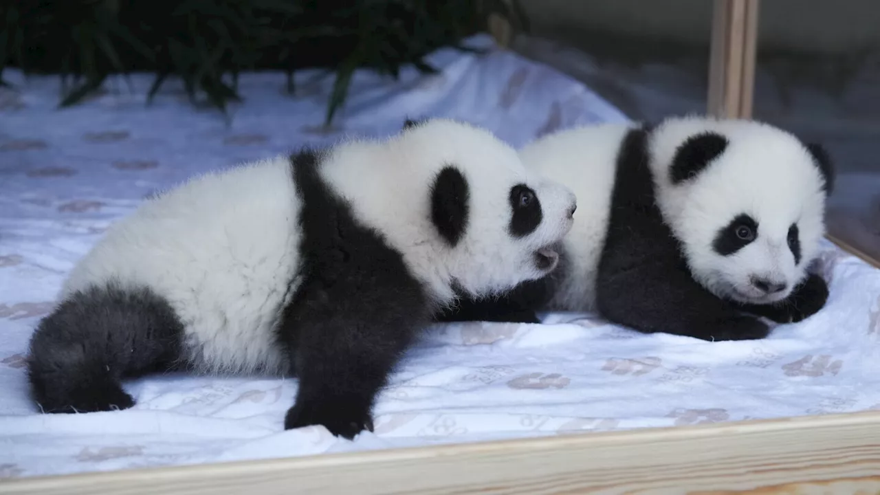 Berlin's new panda twins have been named. Meet Leni and Lotti, or Meng Hao and Meng Tian