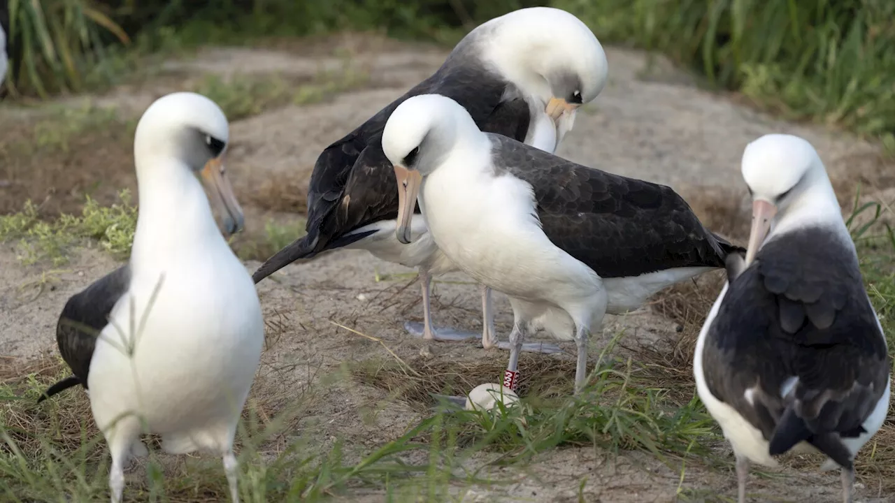 World's oldest-known wild bird lays an egg in Hawaii at age 74