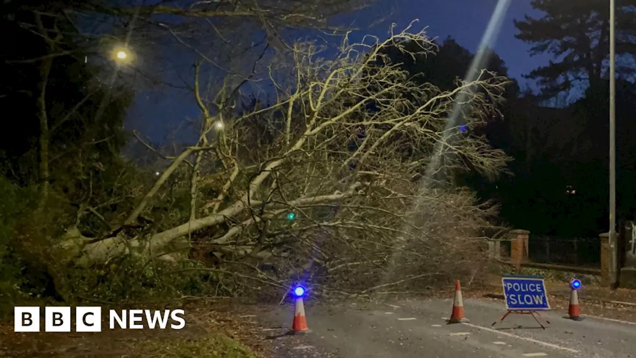 Norwich's Ipswich Road closed due to fallen tree in high winds