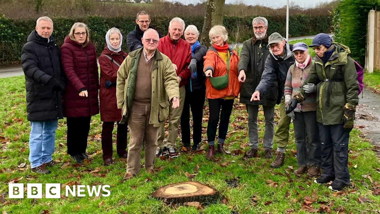 Mature Meole oak tree 'illegally' felled by council