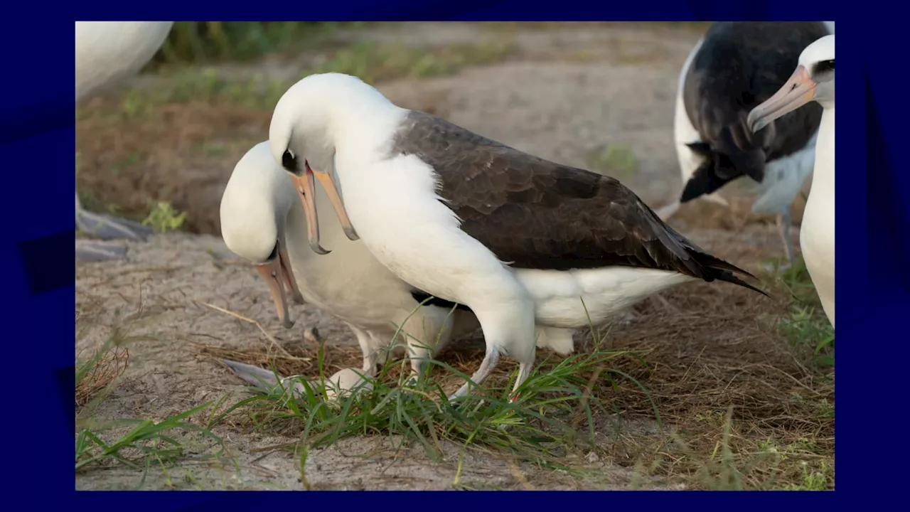 États-Unis: le plus vieil oiseau sauvage connu pond un œuf à l'âge de 74 ans