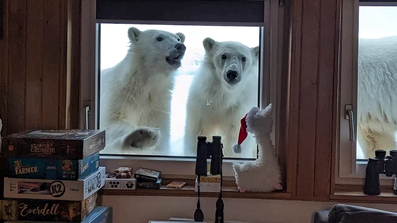 Un ours polaire attaque un homme pour protéger sa femme