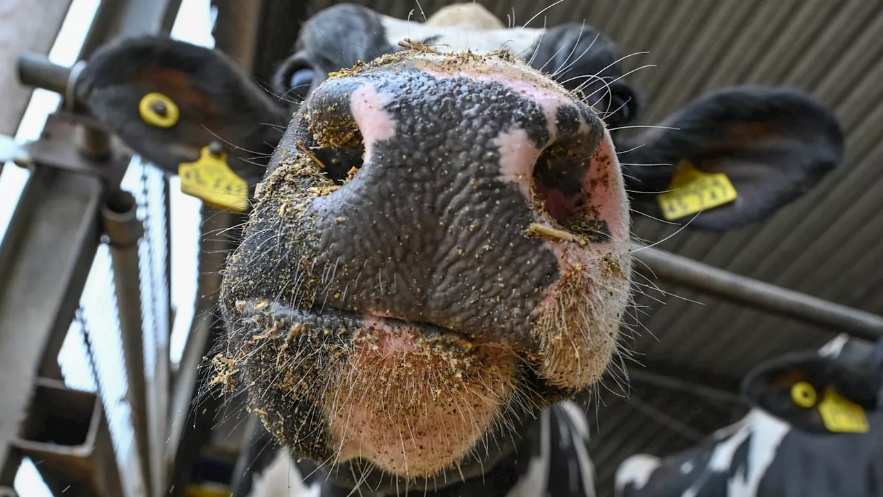 BSE in Schottland: Kuh mit Rinderwahnsinn entdeckt