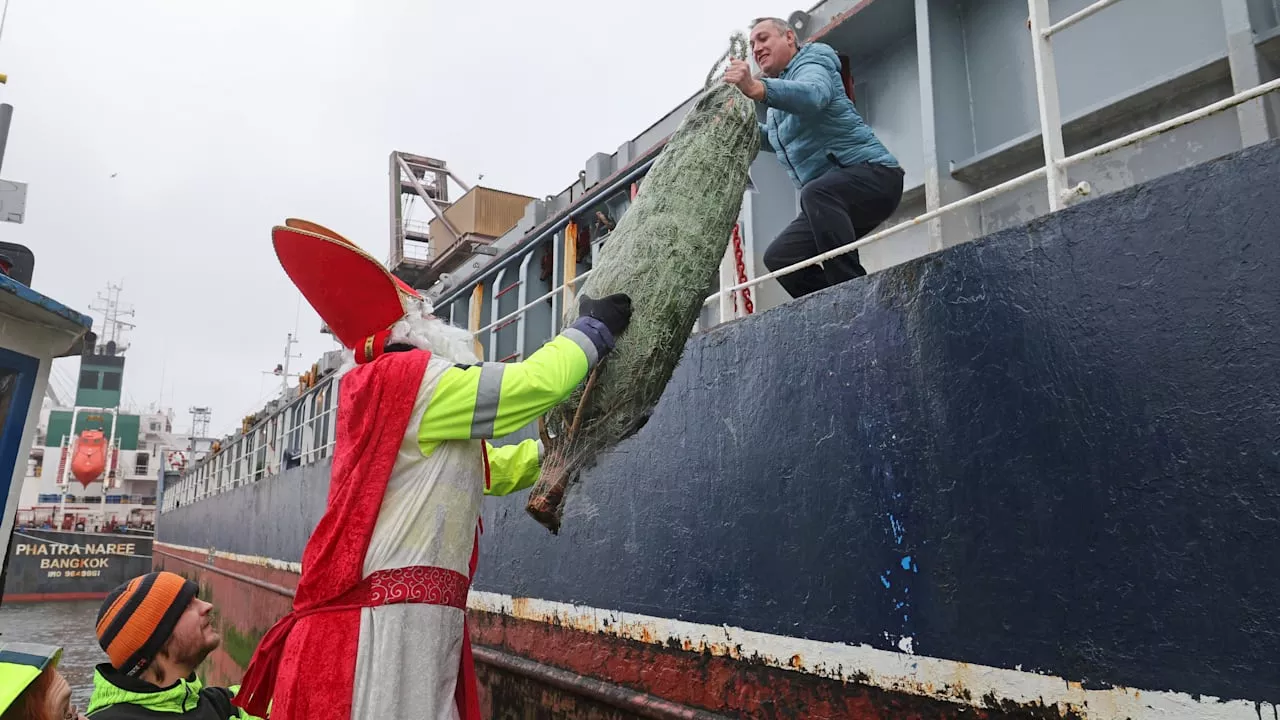 Tradition im Norden: Nikolaus bringt Matrosen Weihnachtsbäume