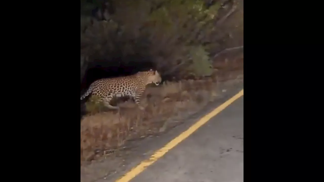 Watch: A night drive on Cederberg Mountains offers an incredible sighting