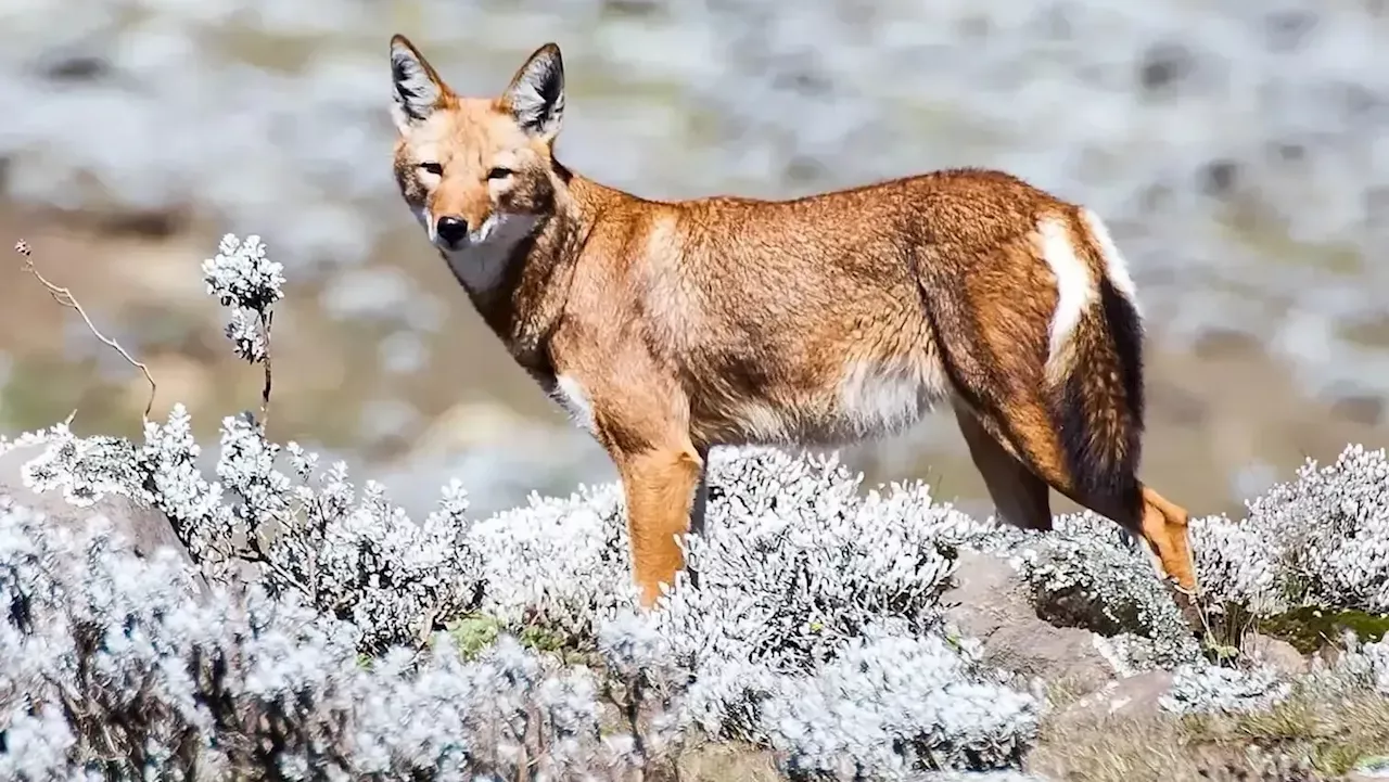 Além de predadores, lobos etíopes desempenham papel de polinizadores, diz estudo