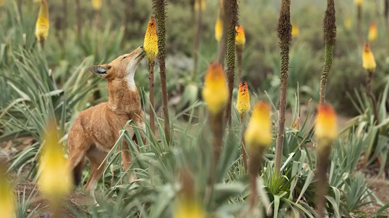 Wolves may be pollinators as well as predators, study suggests