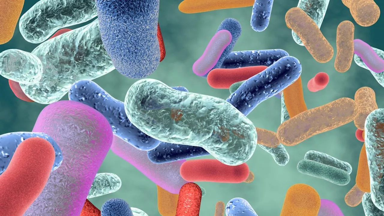 Microbiota intestinale, perché i test «fai da te» non servono: vanno fatti in Centri specializzati