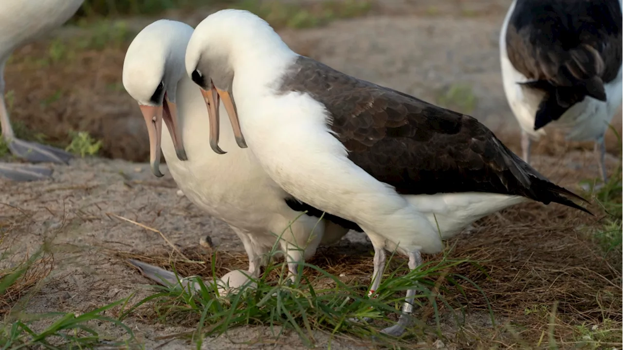 World's oldest-known wild bird lays an egg in Hawaii at age 74