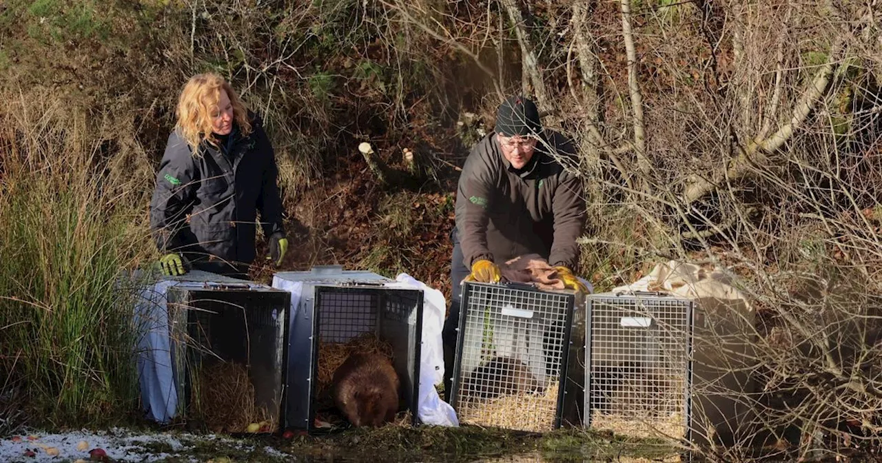 Family of beavers take first swim in Scots forest in heart-warming video