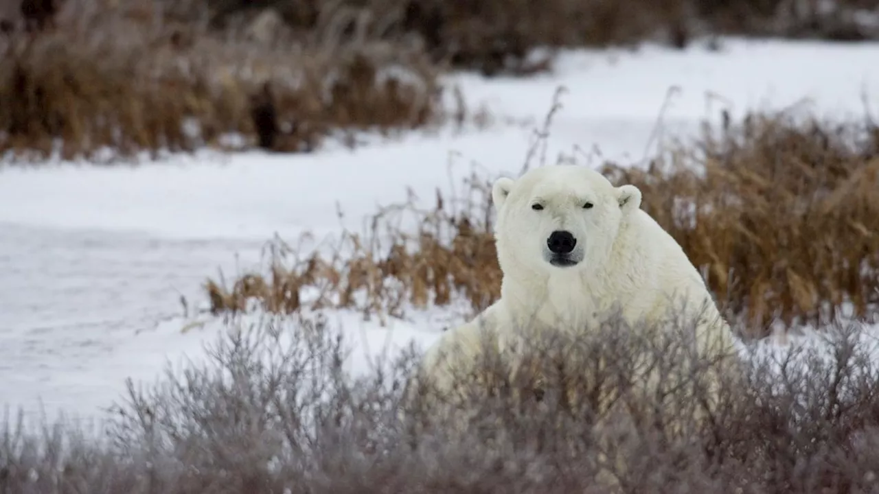 Um seine Ehefrau zu retten: Mann attackiert Eisbär