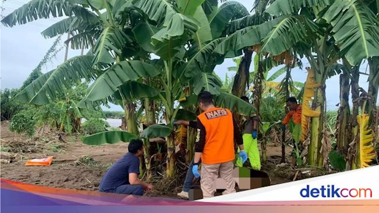 6 Fakta Terungkapnya Identitas Mayat Tersangkut Pohon Pisang