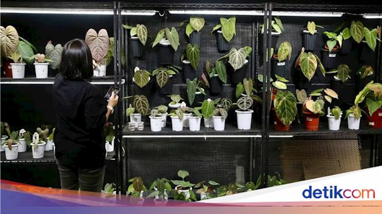 Tanaman Hias Lokal hingga Mancanegara Dipamerkan di ICE BSD