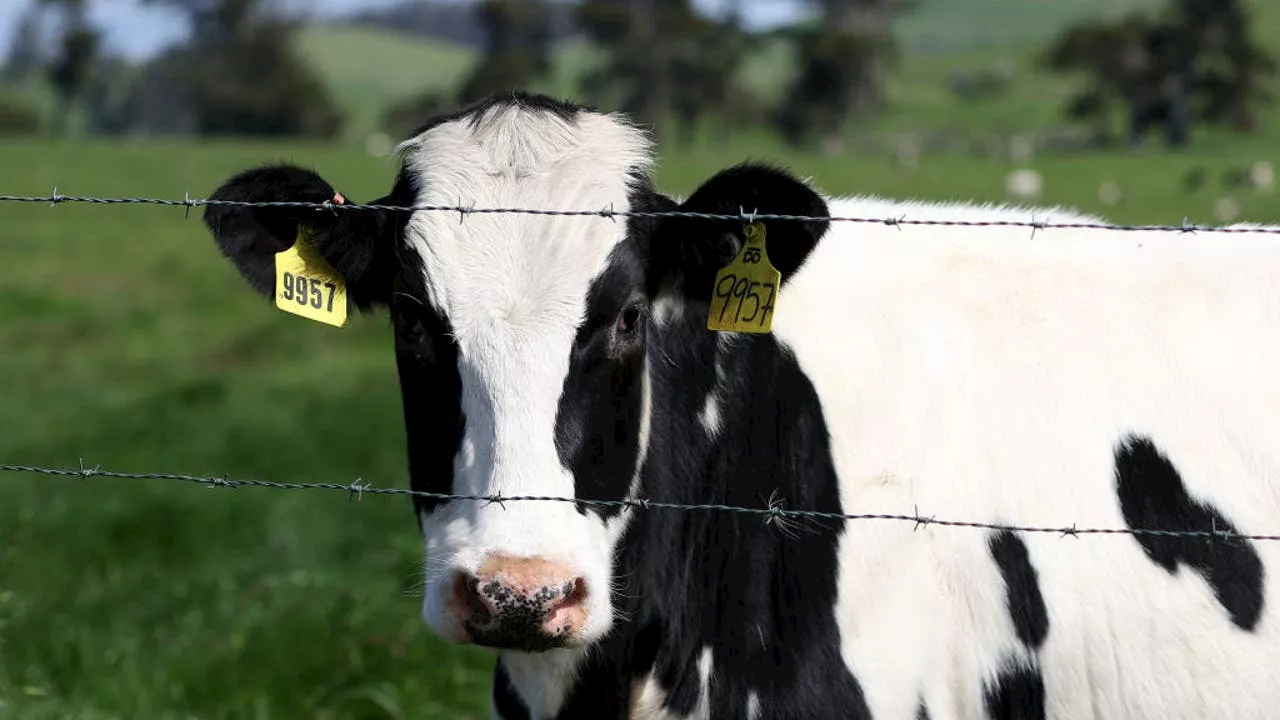 USDA orders testing of entire milk supply nationwide for bird flu