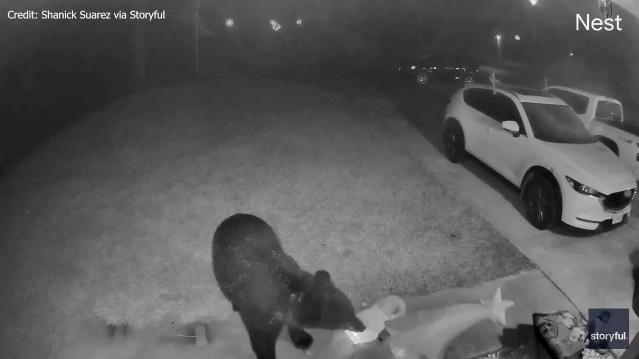 Video: Florida bear caught on camera making sure the Grinch doesn’t steal Christmas