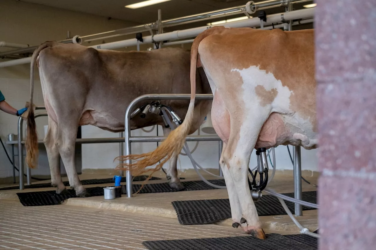 U.S. issues order mandating national milk supply be tested for bird flu