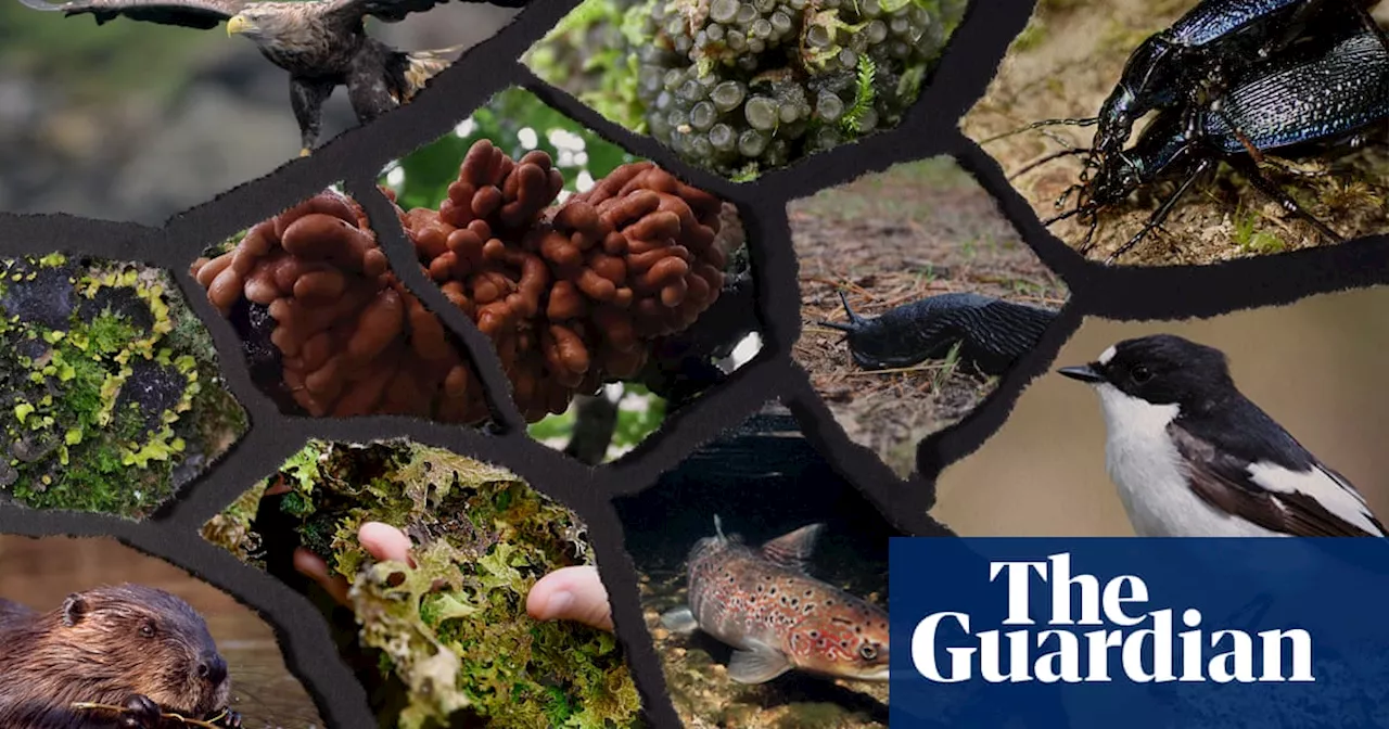 Weird and Wonderful Wildlife at Risk in Britain’s Vanishing Rainforests