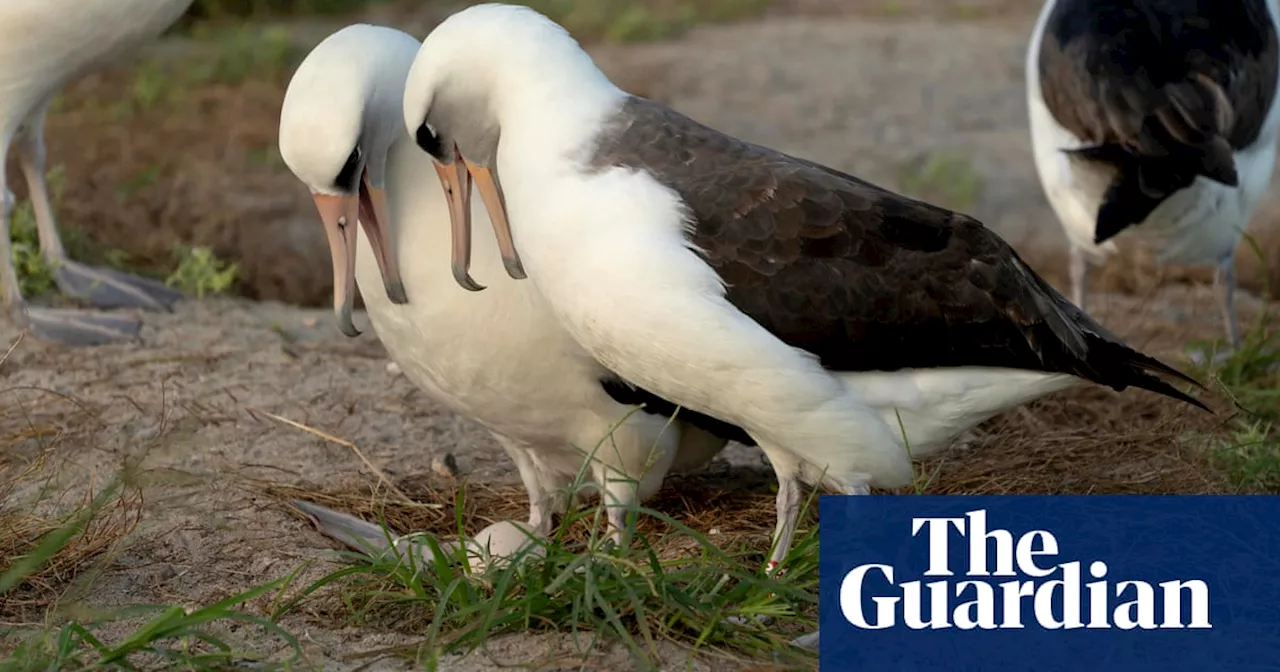 World’s oldest-known wild bird lays egg in Hawaii at age 74