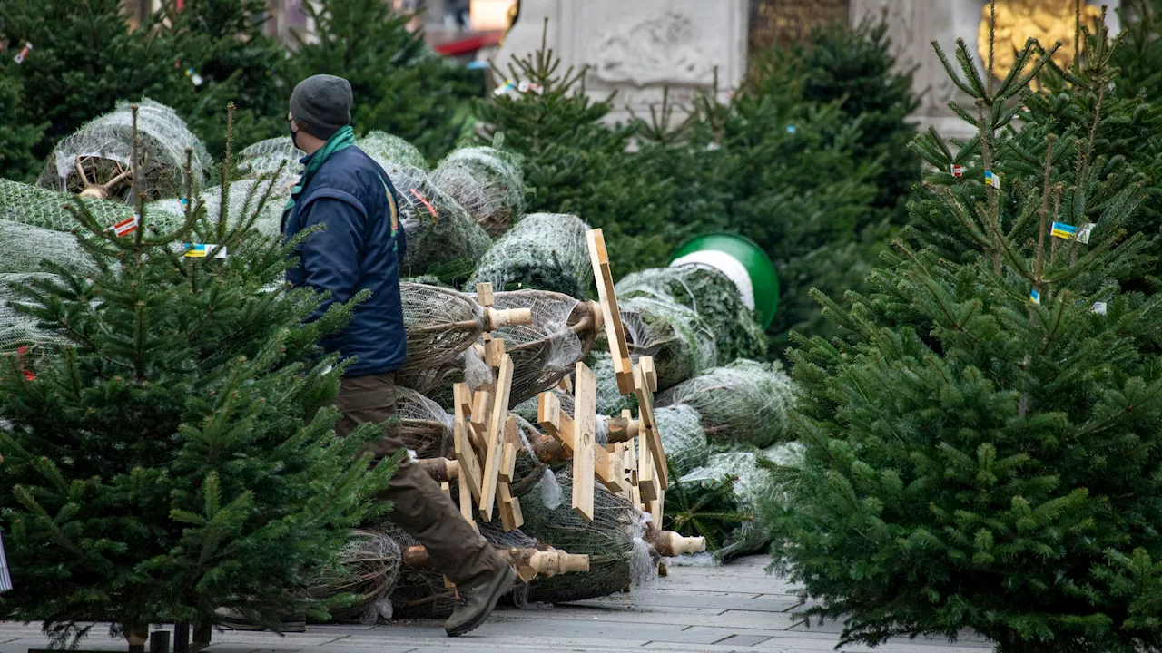  Jetzt steht fest, wie teuer Christbäume in Wien sind