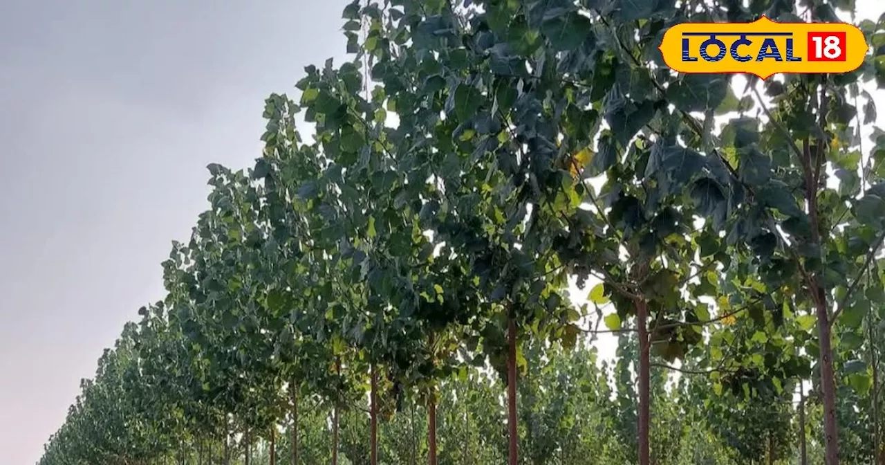 Poplar Trees Can Sap Water, Affecting Surrounding Crops