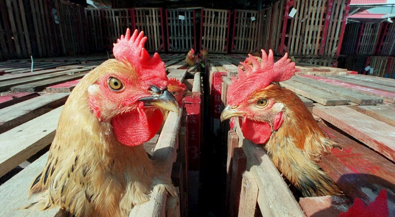 Aviaria, gli esperti lanciano l'allarme: «Si rischia il salto di specie. Dobbiamo essere pronti a livello glob