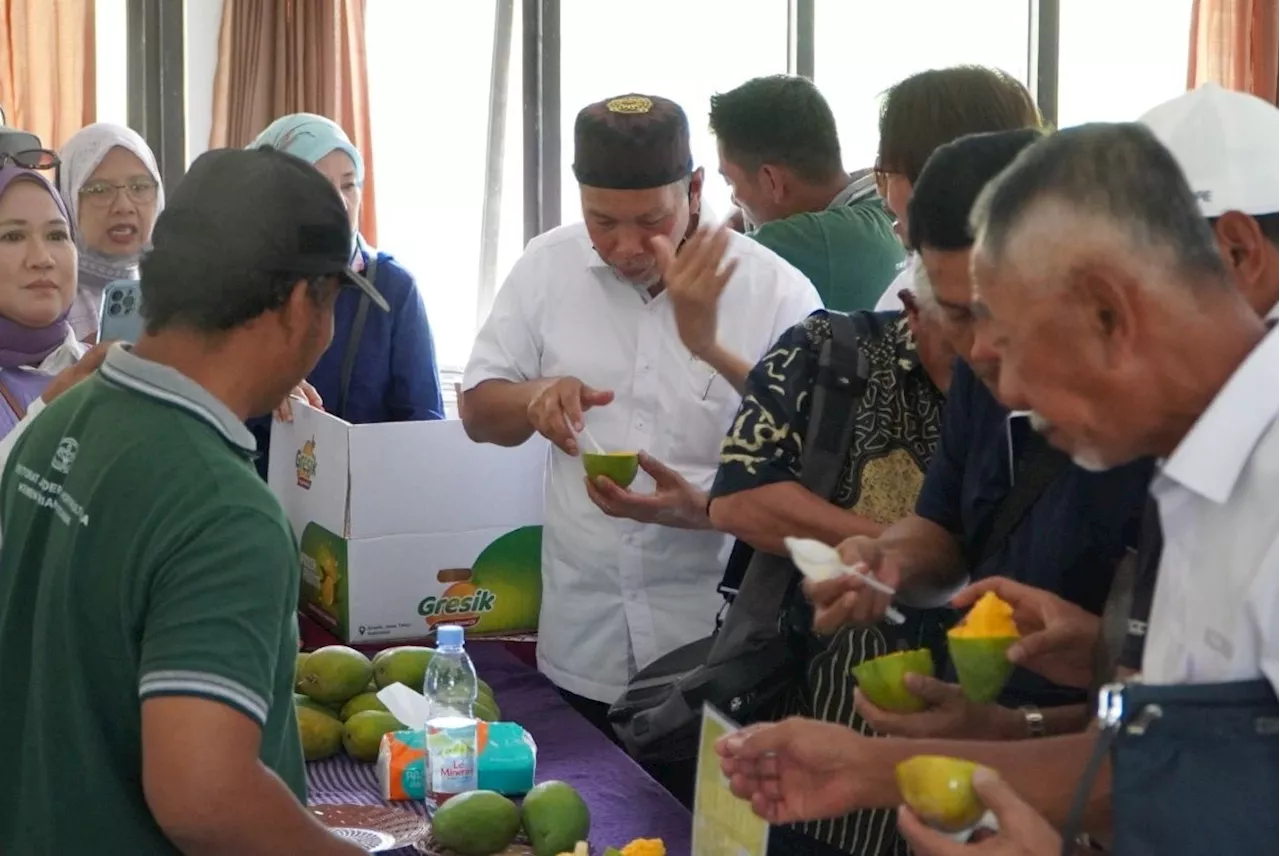 Keren, Koperasi Duta Horti Gresik Sukses Ekspor Mangga Harum Manis ke Hong Kong