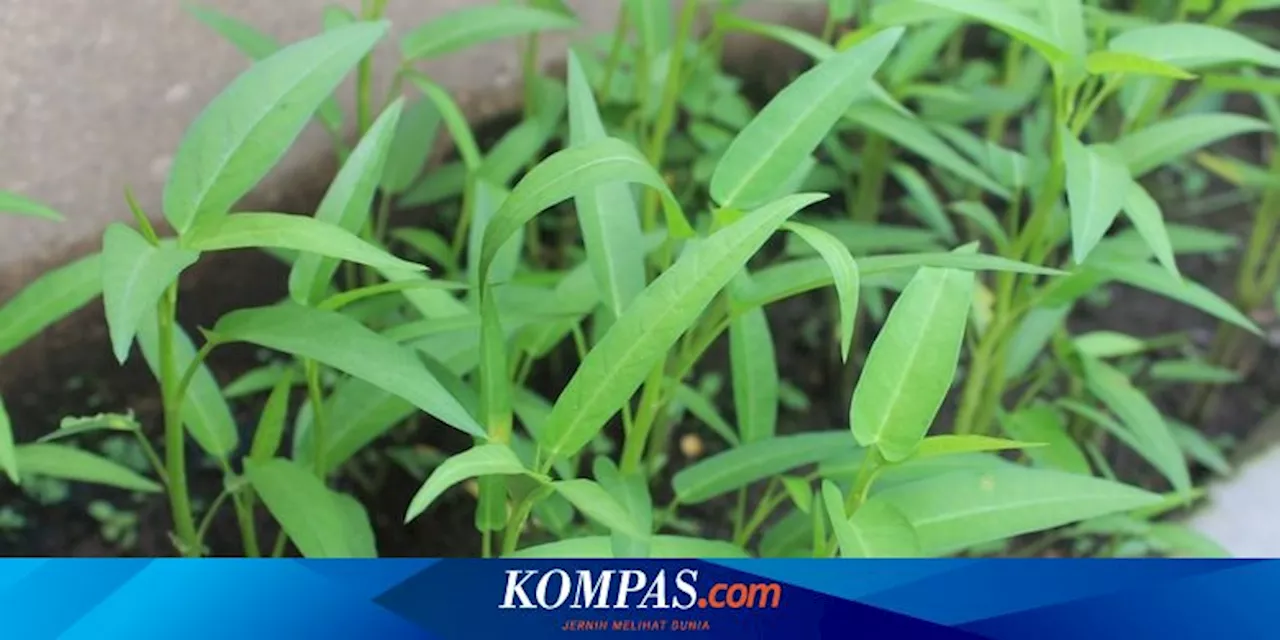 Cara Menanam dan Merawat Kangkung di Rumah