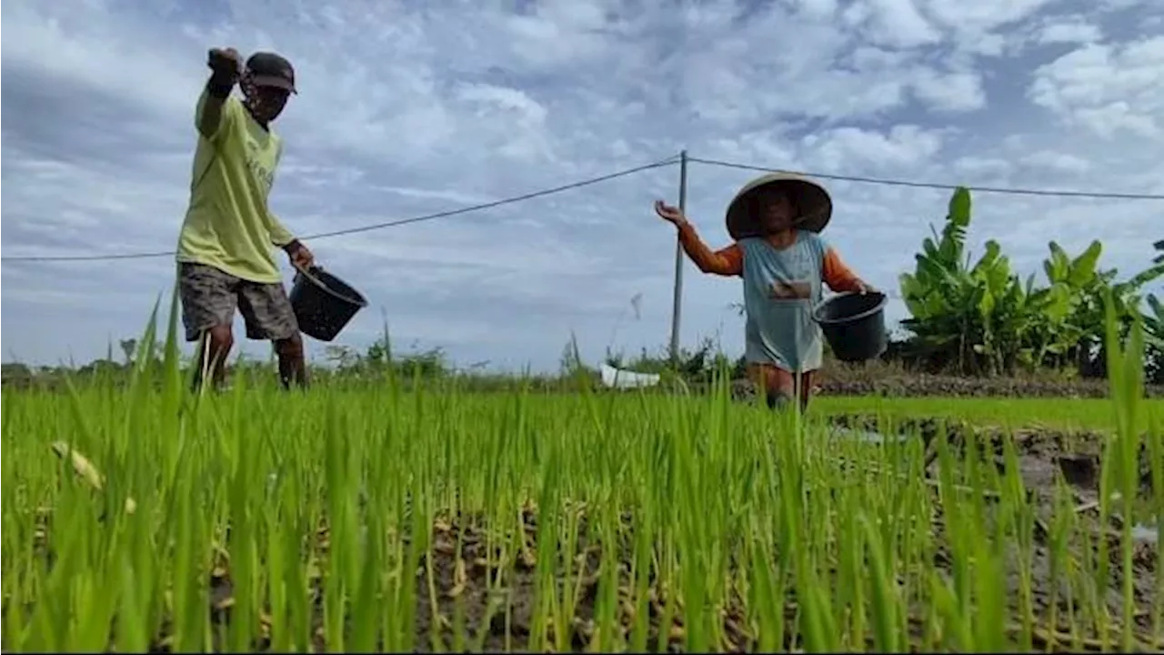 Kembangkan Program Makmur, Petani Muda Cirebon Inisiasi Ekosistem Pertanian Masa Depan