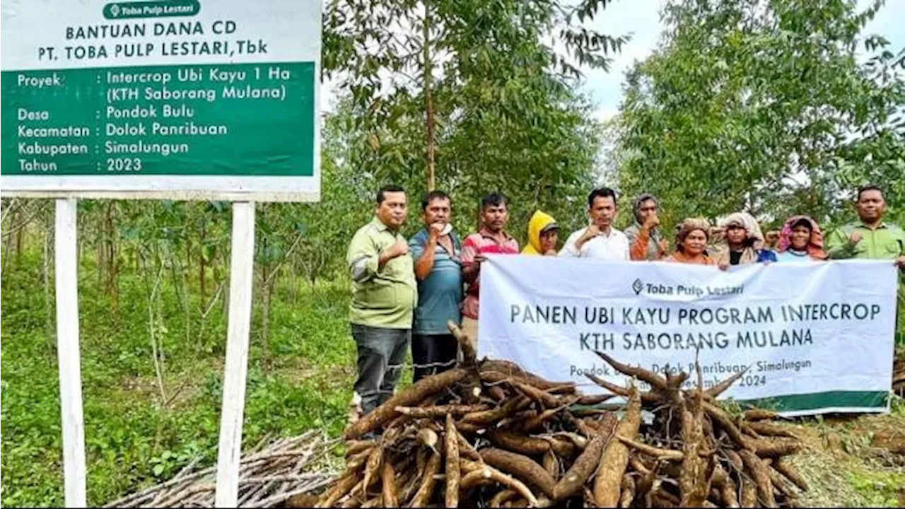 KTH Saborang Mulana Panen Perdana Program Tumpang Sari CD/CSR Toba Pulp Lestari