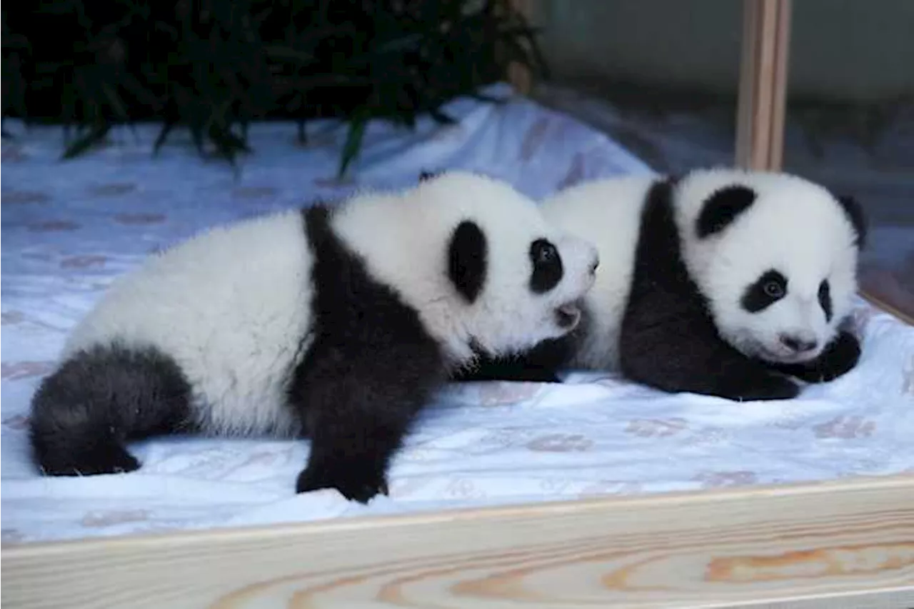 Berlin's new panda twins have been named. Meet Leni and Lotti, or Meng Hao and Meng Tian