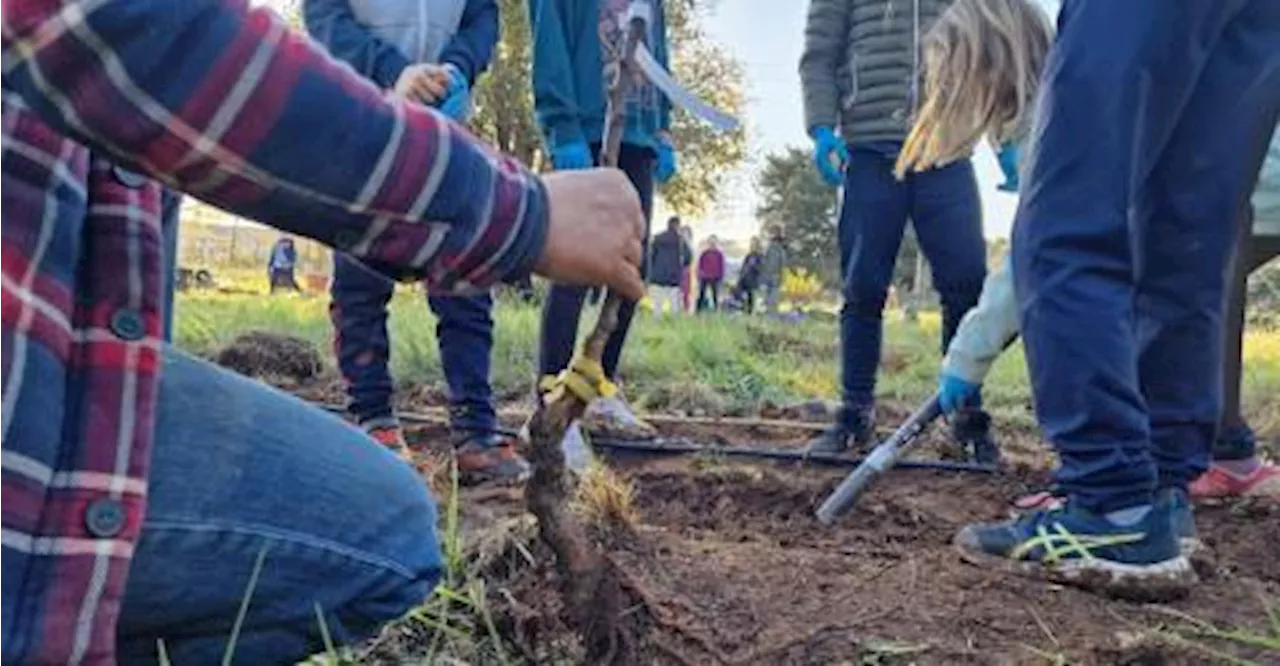 Les minots se piquent de cultiver les arbres, jardin et potager