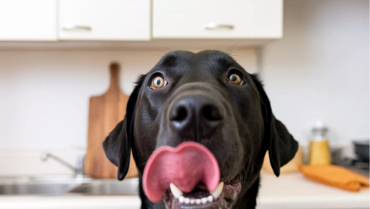 Anche il tuo cane ti guarda male se gli metti meno cibo del solito nella ciotola?