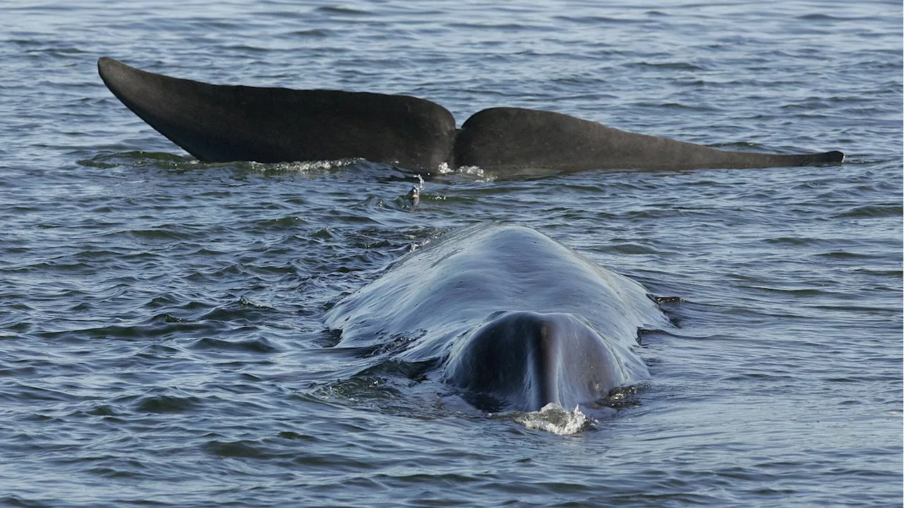 L’Islande autorise la chasse à la baleine cinq ans de plus et met en danger une espèce menacée