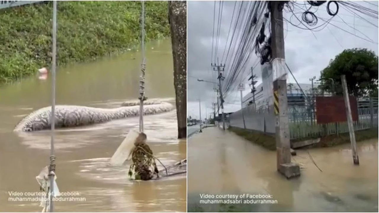 Viral Ular Piton Raksasa Berenang di Air Banjir, Diduga Telah Memangsa Anjing