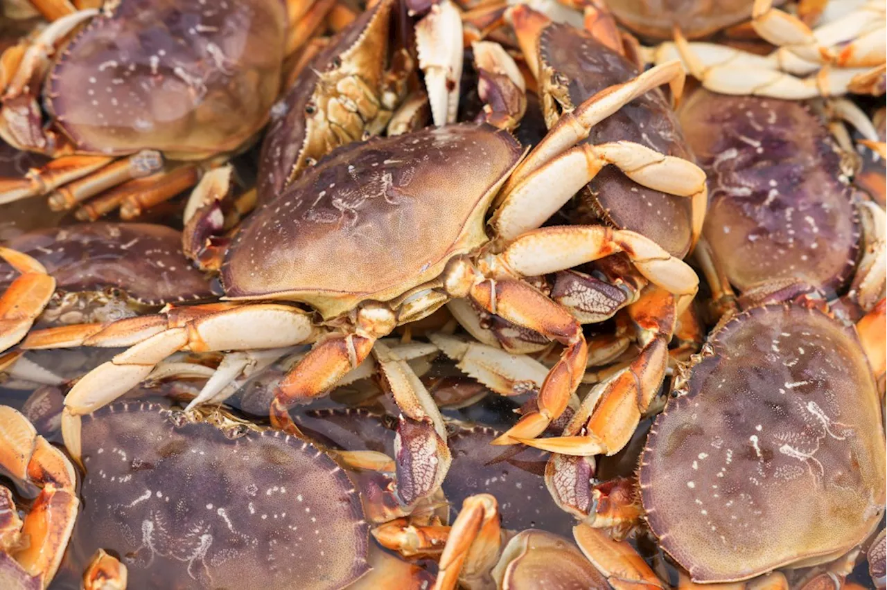 California’s Dungeness crab season delayed again — until Dec. 31 at the earliest