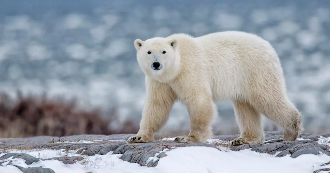 Man jumps on polar bear that attacked his wife looking for their dogs