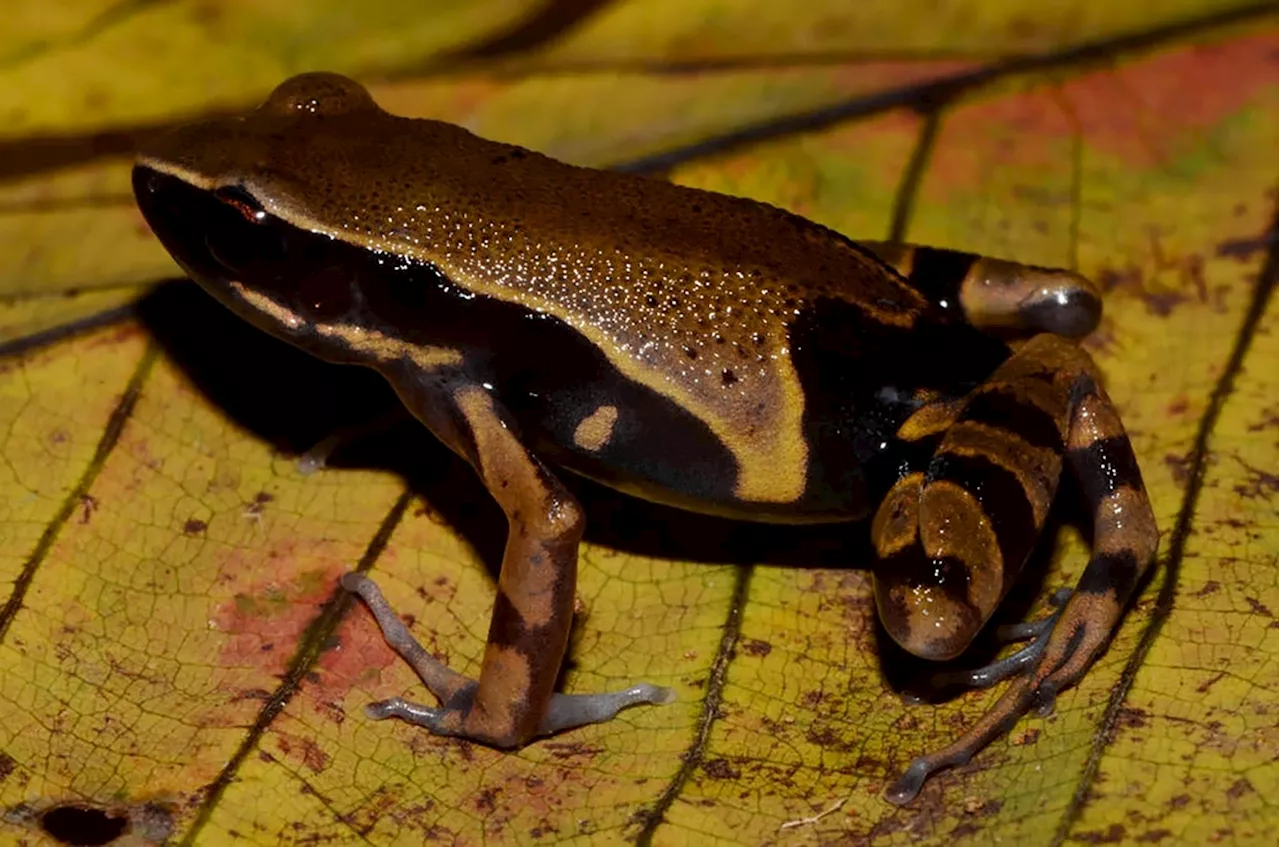 Kongobecken ist „Schatztruhe der biologischen Vielfalt“