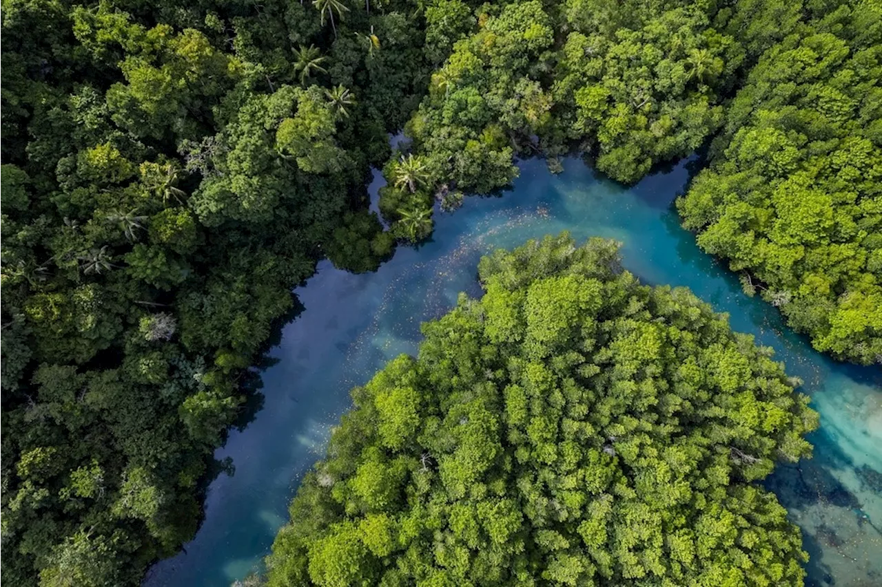 Genomic Conservation Efforts in Thailand's Mangrove Forests