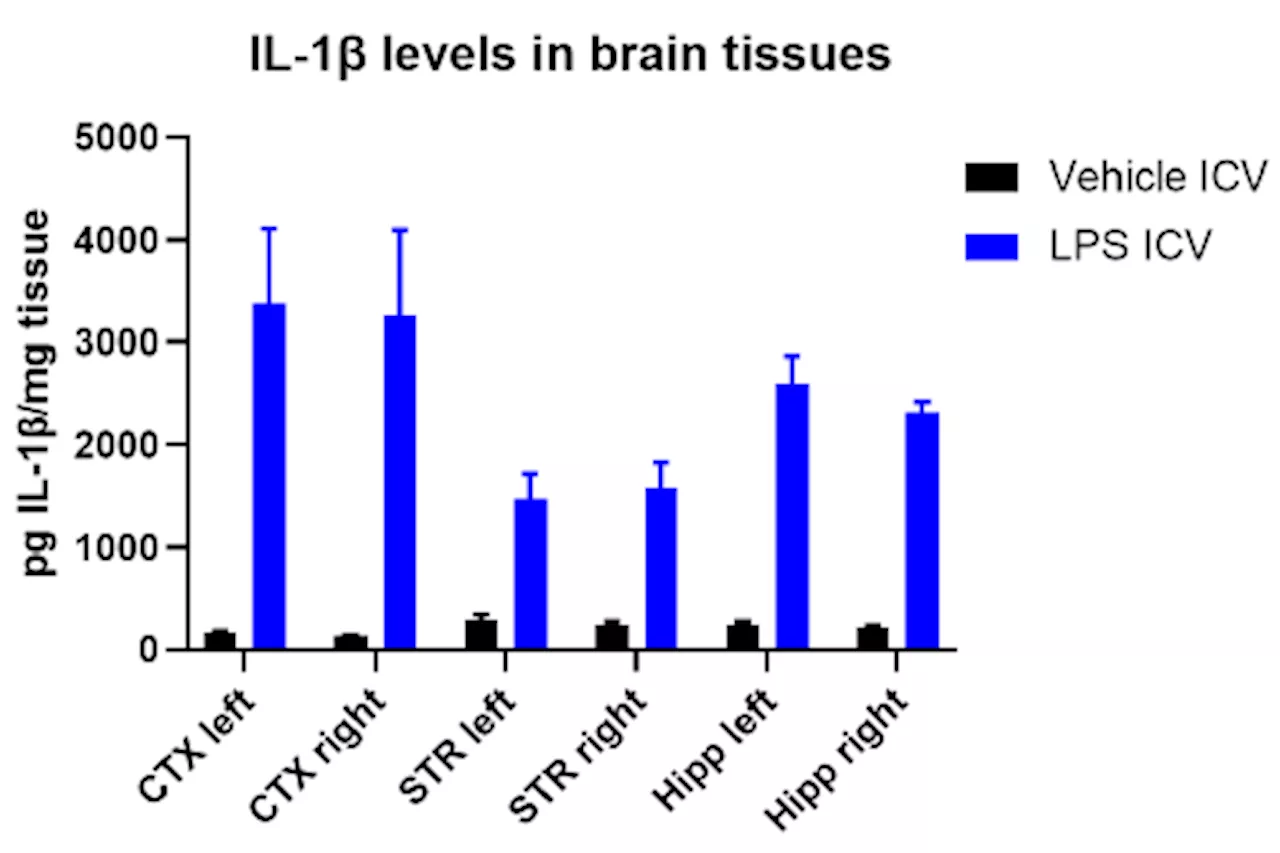 Optimizing models of neuroinflammation for drug discovery