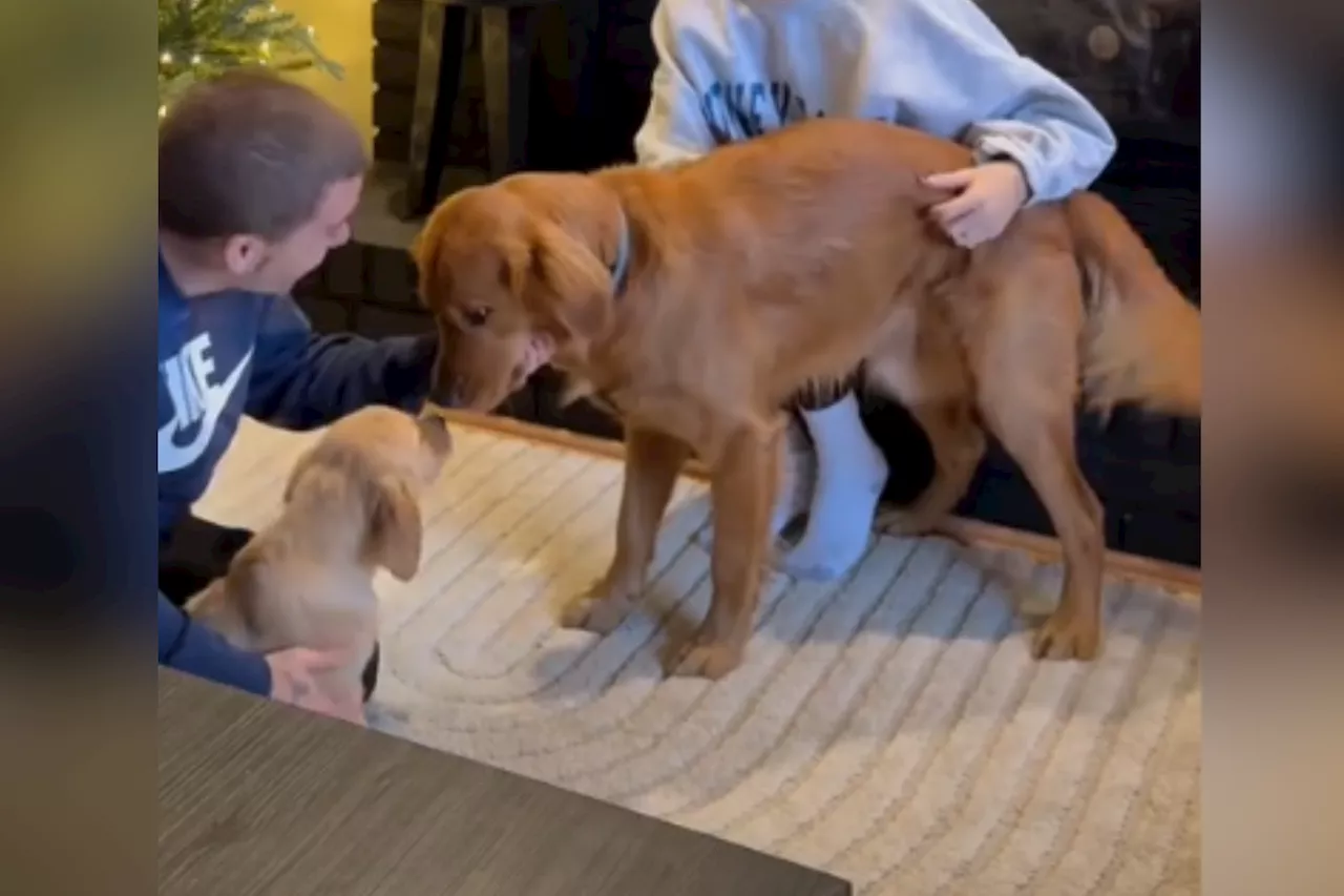 Golden Retriever's 'Emotional' Reaction to New Puppy Brother Melts Hearts